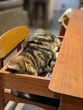 Illustration de l'article : 20 photos de chats ayant choisi des lieux de repos totalement improbables