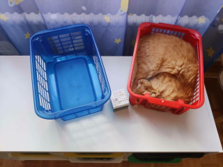 Illustration de l'article : 20 photos de chats ayant choisi des lieux de repos totalement improbables