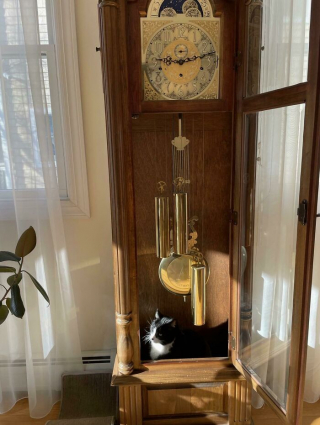 Illustration de l'article : 20 photos de chats ayant choisi des lieux de repos totalement improbables