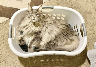Illustration de l'article : 20 photos de chats ayant choisi des lieux de repos totalement improbables