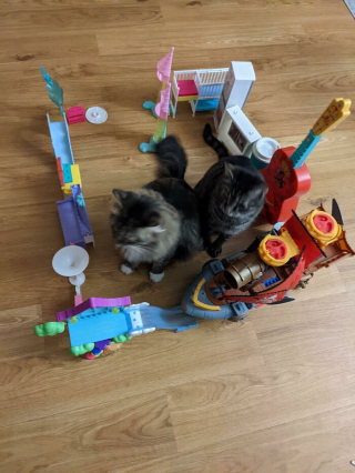 Illustration de l'article : 20 photos de chats ayant choisi des lieux de repos totalement improbables
