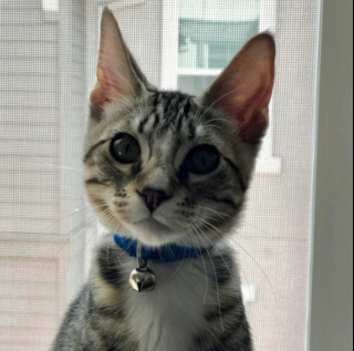 Illustration de l'article : 20 photos touchantes de chats et de chiens dont la vie a changé grâce à l'adoption