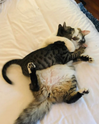 Illustration de l'article : 20 photos touchantes de chats et de chiens dont la vie a changé grâce à l'adoption