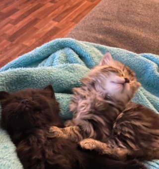 Illustration de l'article : 20 photos touchantes de chats et de chiens dont la vie a changé grâce à l'adoption