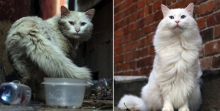 Illustration de l'article : 20 photos touchantes de chats et de chiens dont la vie a changé grâce à l'adoption