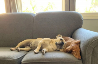 Illustration de l'article : 20 photos touchantes de chats et de chiens dont la vie a changé grâce à l'adoption