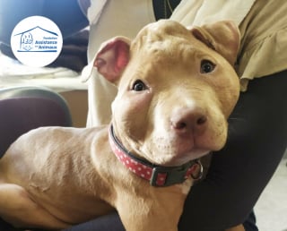 Illustration de l'article : Un chiot victime de terribles violences est secouru par une association, une plainte déposée contre ses propriétaires influenceurs