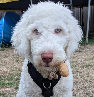 Illustration de l'article : Un chien atteint de surdité apprend la langue des signes aux côtés de sa maîtresse (vidéo)