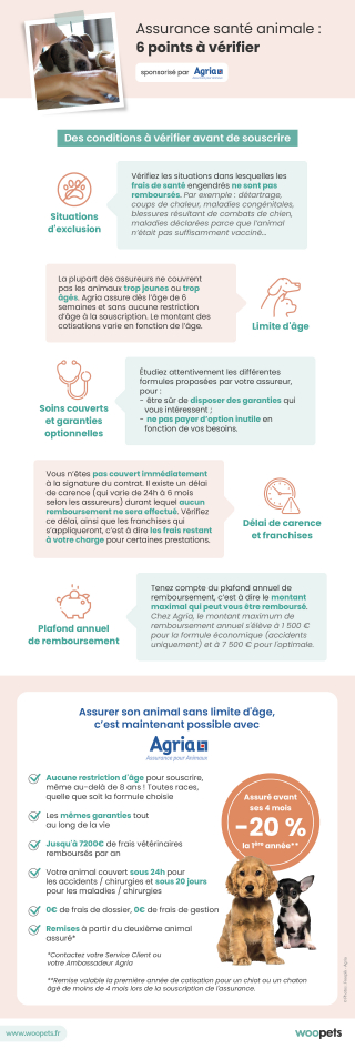 Illustration de l'article : Prendre une assurance santé pour son chien ou chat : les erreurs à éviter