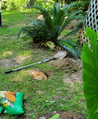 Illustration de l'article : 14 photos de chats qui sont dans une logique qu'ils sont les seuls à comprendre