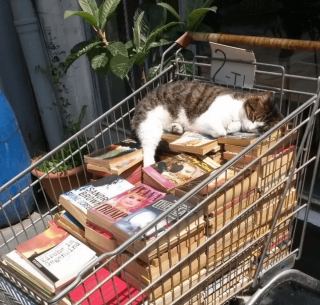 Illustration de l'article : 14 photos de chats qui sont dans une logique qu'ils sont les seuls à comprendre