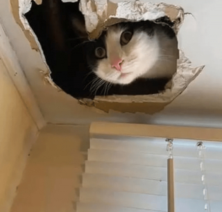 Illustration de l'article : 14 photos de chats qui sont dans une logique qu'ils sont les seuls à comprendre