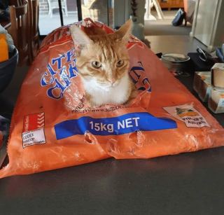 Illustration de l'article : 14 photos de chats qui sont dans une logique qu'ils sont les seuls à comprendre