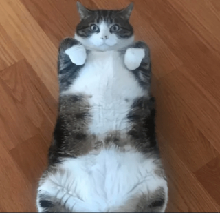 Illustration de l'article : 14 photos de chats qui sont dans une logique qu'ils sont les seuls à comprendre