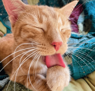 Illustration de l'article : 14 photos de chats qui sont dans une logique qu'ils sont les seuls à comprendre