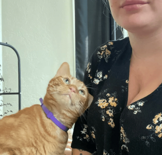Illustration de l'article : 14 photos de chats qui sont dans une logique qu'ils sont les seuls à comprendre