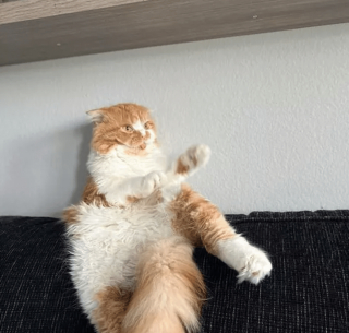 Illustration de l'article : 14 photos de chats qui sont dans une logique qu'ils sont les seuls à comprendre