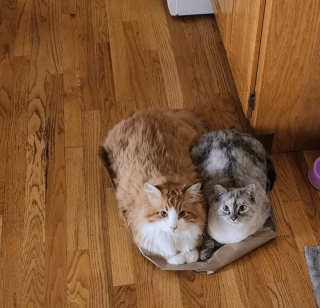 Illustration de l'article : 14 photos de chats qui sont dans une logique qu'ils sont les seuls à comprendre