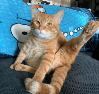 Illustration de l'article : 14 photos de chats qui sont dans une logique qu'ils sont les seuls à comprendre