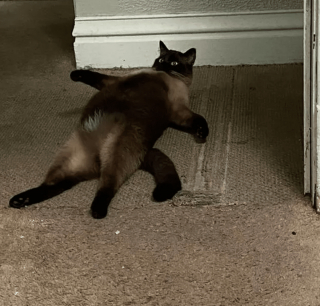 Illustration de l'article : 14 photos de chats qui sont dans une logique qu'ils sont les seuls à comprendre