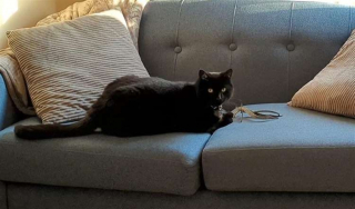 Illustration de l'article : Un chat perdu depuis une semaine croise la route de 2 jeunes filles qui ont le bon réflexe