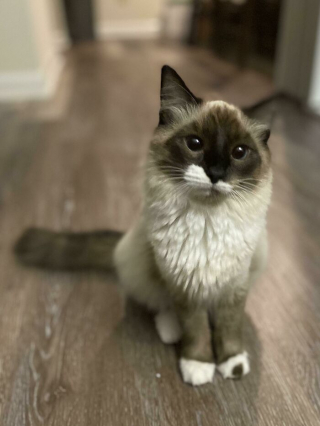 Illustration de l'article : 20 photos d'animaux adoptés qui inspirent la joie et l'espoir