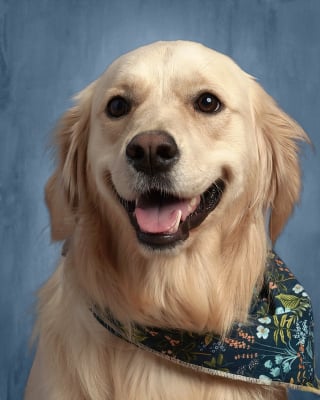 Illustration de l'article : Chienne de thérapie dans une école, Meg a eu droit à sa photo scolaire pour la 2e année consécutive