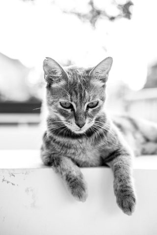 Illustration de l'article : 14 photos en noir et blanc de chats errants au regard envoûtant