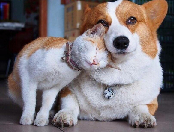 11 photos touchantes d'animaux amis bien qu'appartenant à des espèces