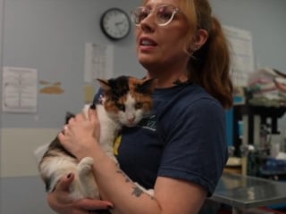 Illustration de l'article : Des bénévoles volent au secours d'une chatte s'étant coincé la patte dans un piège à mâchoires