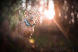 Illustration de l'article : 20 photos de chiens dont la joie de vivre est exacerbée par l'atmosphère particulière de l'automne