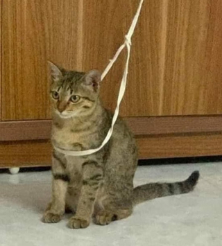 Illustration de l'article : 16 photos d'animaux qui ont réussi l'exploit de paraître à la fois farfelus et mignons