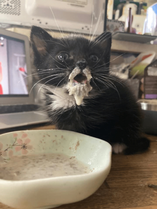 Illustration de l'article : 16 photos d'animaux qui ont réussi l'exploit de paraître à la fois farfelus et mignons