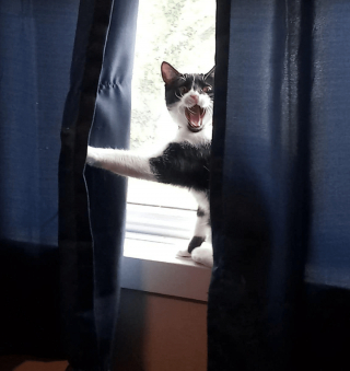 Illustration de l'article : 16 photos d'animaux qui ont réussi l'exploit de paraître à la fois farfelus et mignons