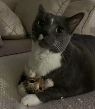 Illustration de l'article : 16 photos d'animaux qui ont réussi l'exploit de paraître à la fois farfelus et mignons