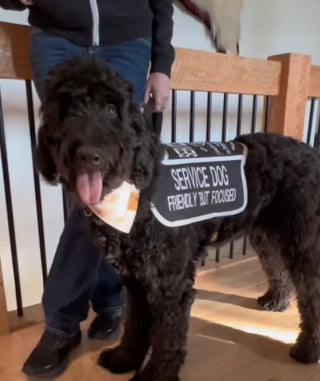 Illustration de l'article : Une fille atteinte d'une maladie rare voit sa vie changer grâce à un chien spécialisé