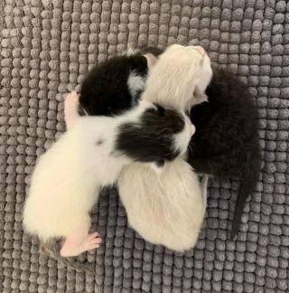 Illustration de l'article : Après avoir secouru une portée de chatons, une association se lance à la recherche de leur mère