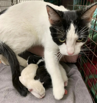 Illustration de l'article : Après avoir secouru une portée de chatons, une association se lance à la recherche de leur mère