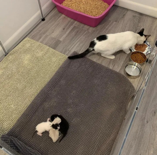 Illustration de l'article : Après avoir secouru une portée de chatons, une association se lance à la recherche de leur mère