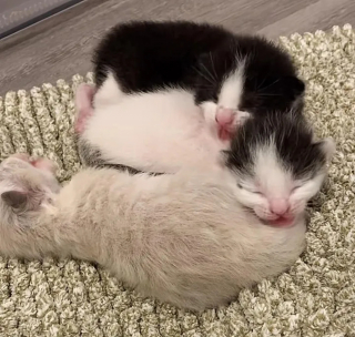 Illustration de l'article : Après avoir secouru une portée de chatons, une association se lance à la recherche de leur mère