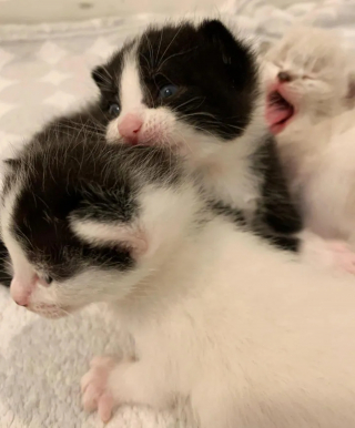 Illustration de l'article : Après avoir secouru une portée de chatons, une association se lance à la recherche de leur mère