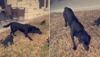Illustration de l'article : L'incroyable attitude d'un chien pétrifié en découvrant les faux chats installés par sa famille dans le jardin (vidéo)