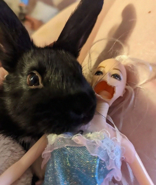 Illustration de l'article : 19 photos prouvant que les lapins savent, eux aussi, nous faire rire