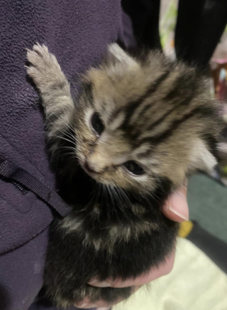 Illustration de l'article : Mise à mal par plusieurs gros sauvetages de chatons, une association est touchée par un bel élan de solidarité de la part du public