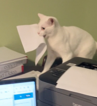 Illustration de l'article : Ce chat vole systématiquement les devoirs de son jeune humain à leur sortie de l'imprimante (vidéo)