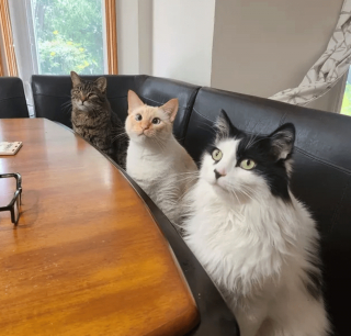 Illustration de l'article : 14 photos désopilantes de chats qui ne font décidément rien comme les autres