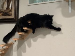 Illustration de l'article : 14 photos désopilantes de chats qui ne font décidément rien comme les autres