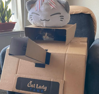 Illustration de l'article : 14 photos désopilantes de chats qui ne font décidément rien comme les autres