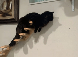 Illustration de l'article : 14 photos désopilantes de chats qui ne font décidément rien comme les autres