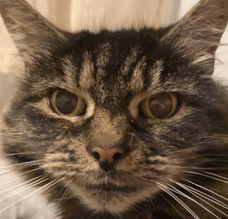 Illustration de l'article : 14 photos désopilantes de chats qui ne font décidément rien comme les autres